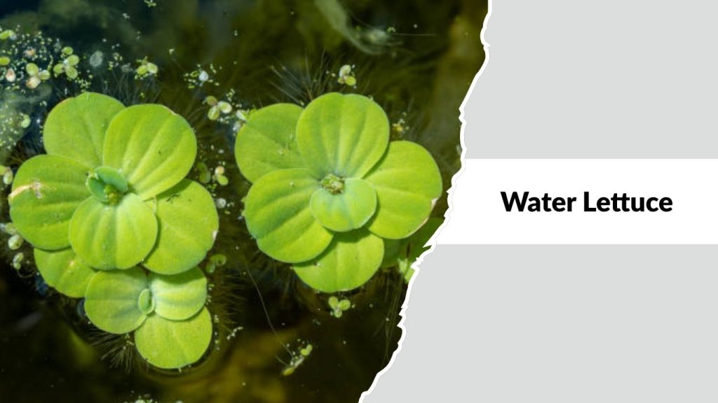 Water Lettuce