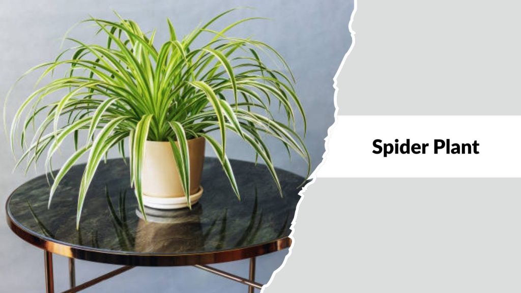  Spider Plant