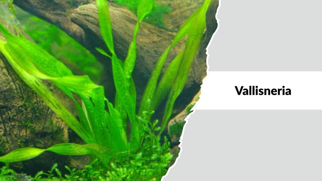 Vallisneria