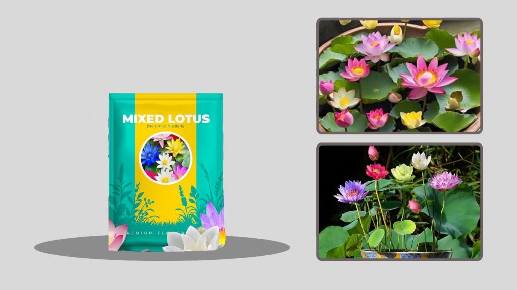 Stunning Lotus Flower Seeds for Gardens & Water Features