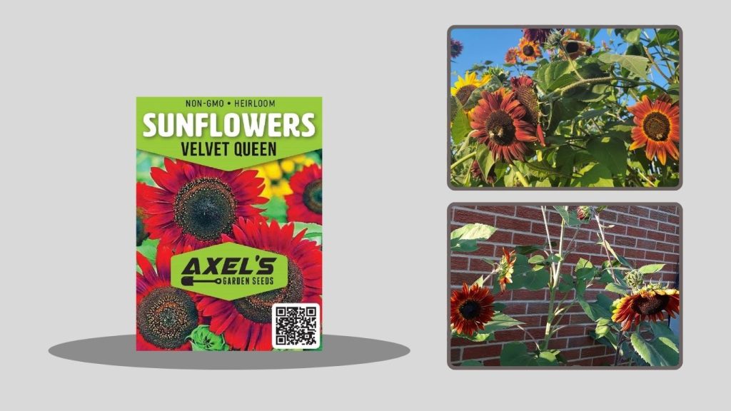 Sunflower Seeds for Planting (Home Garden Heirloom Variety)