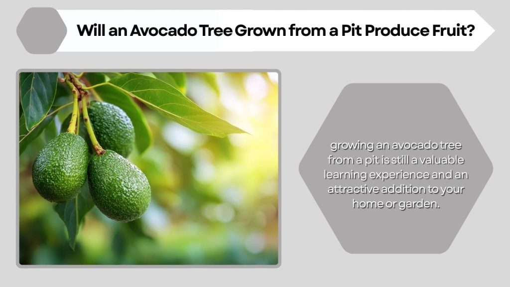 Will an Avocado Tree Grown from a Pit Produce Fruit?