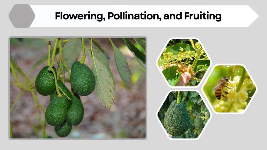 Flowering, Pollination, and Fruiting