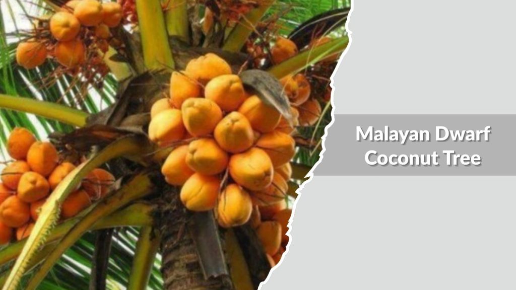 Malayan Dwarf Coconut Tree
