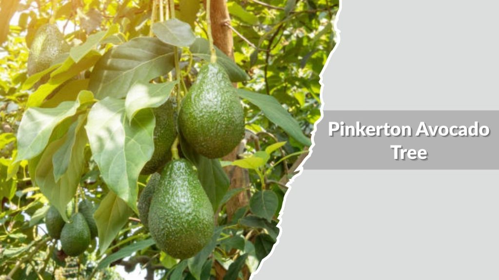 Pinkerton Avocado Tree