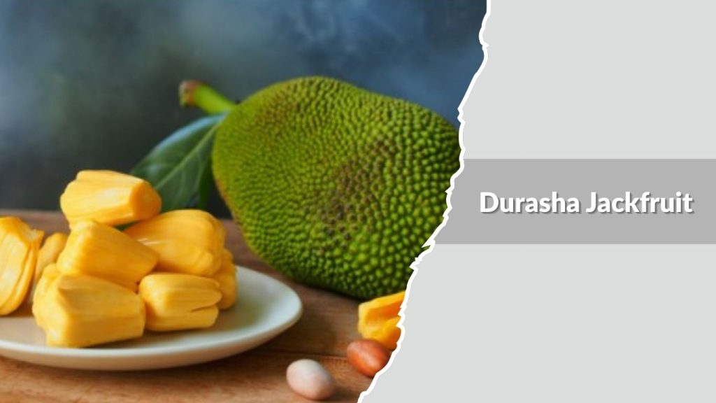  Durasha Jackfruit