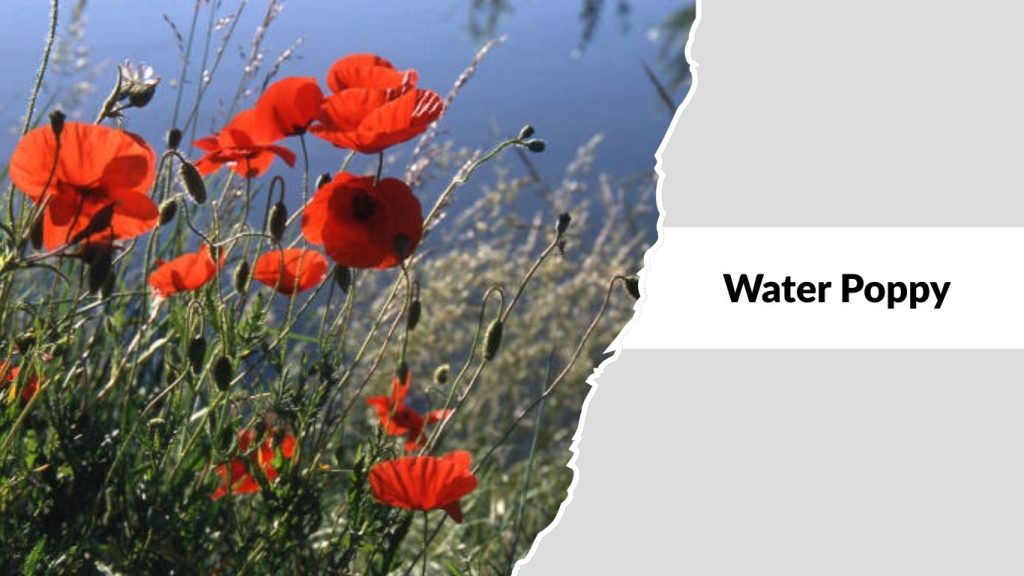 Water Poppy