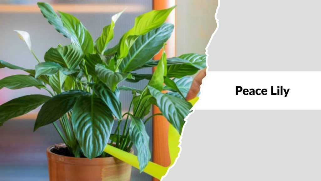 Peace Lily