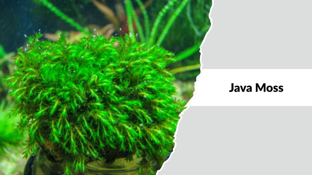 Java Moss