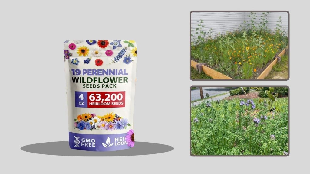 HOME GROWN Wildflower Seeds Bulk – 19 Variety Perennial Mix