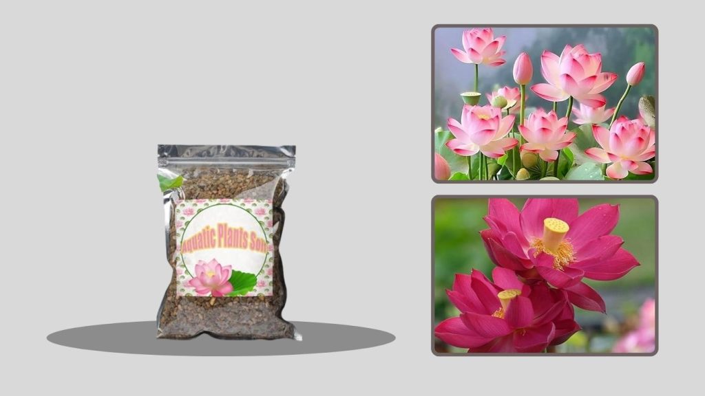 Bonsai Lotus Flower Seeds for Indoor & Outdoor Gardening