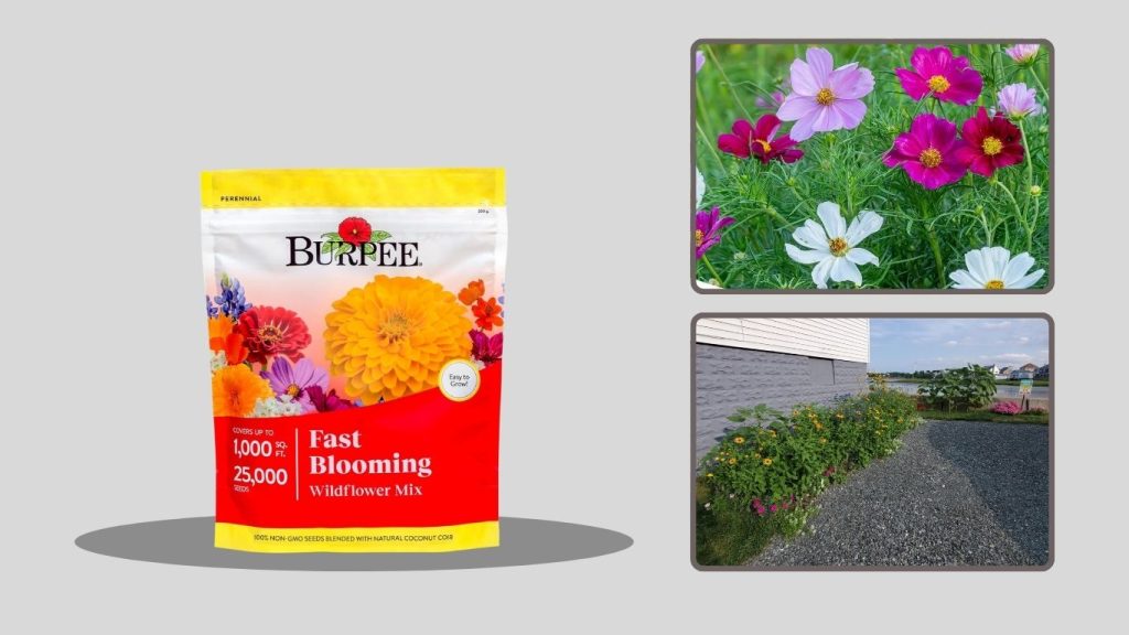 Sereniseed Sunflower Seeds Collection (7-Pack)