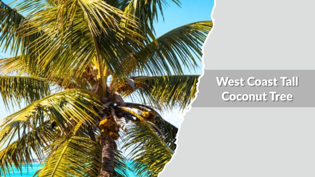 West Coast Tall Coconut Tree