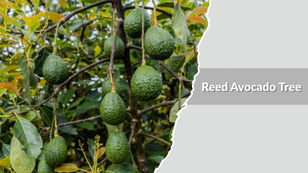 Reed Avocado Tree