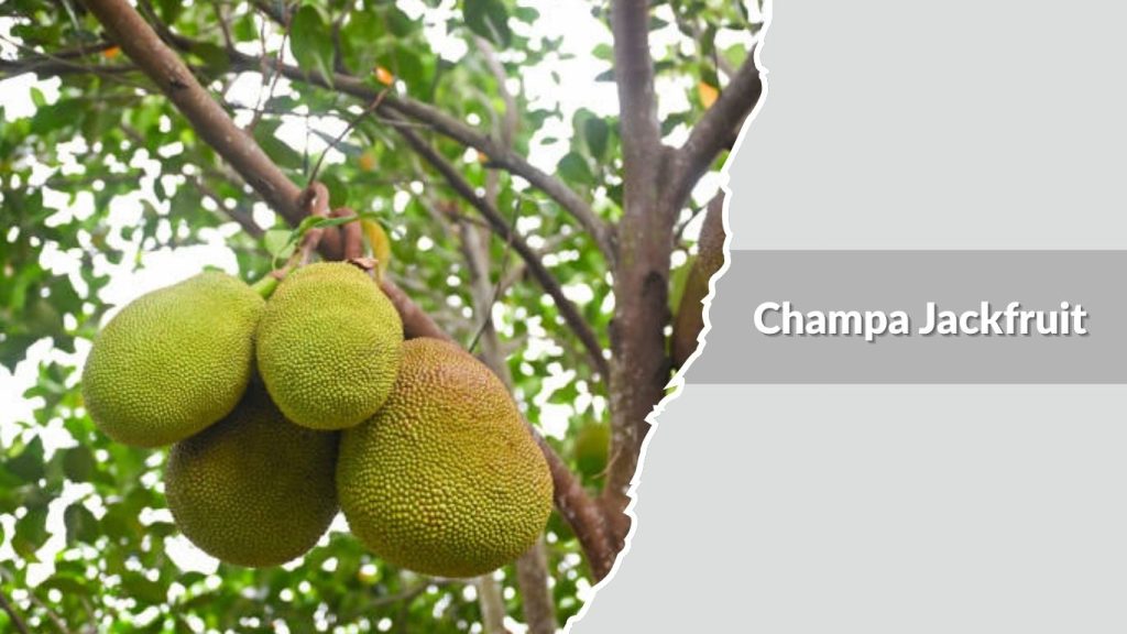 Champa Jackfruit
