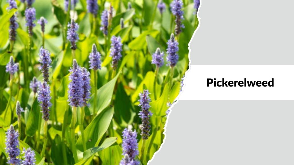 Pickerelweed