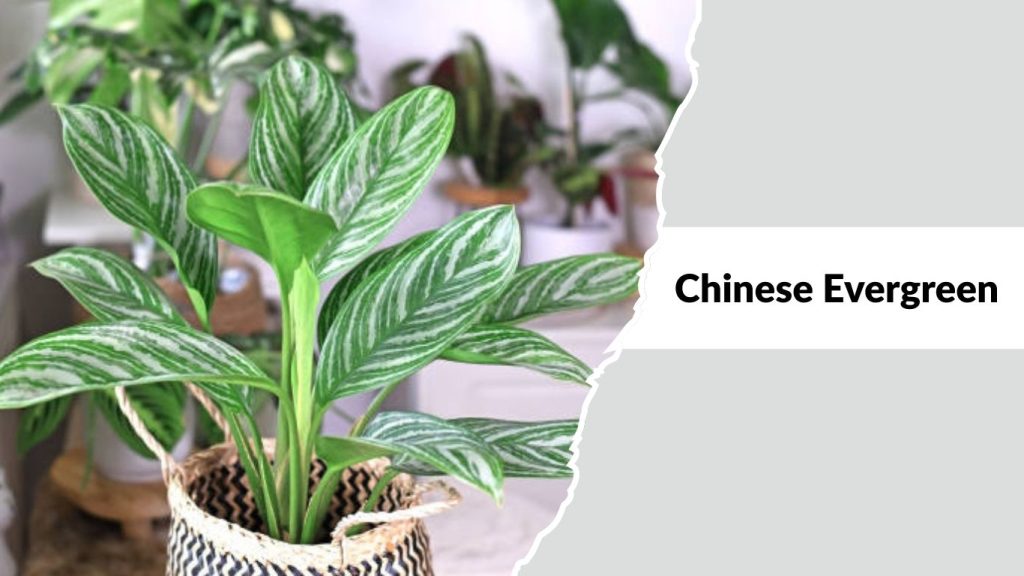 Chinese Evergreen