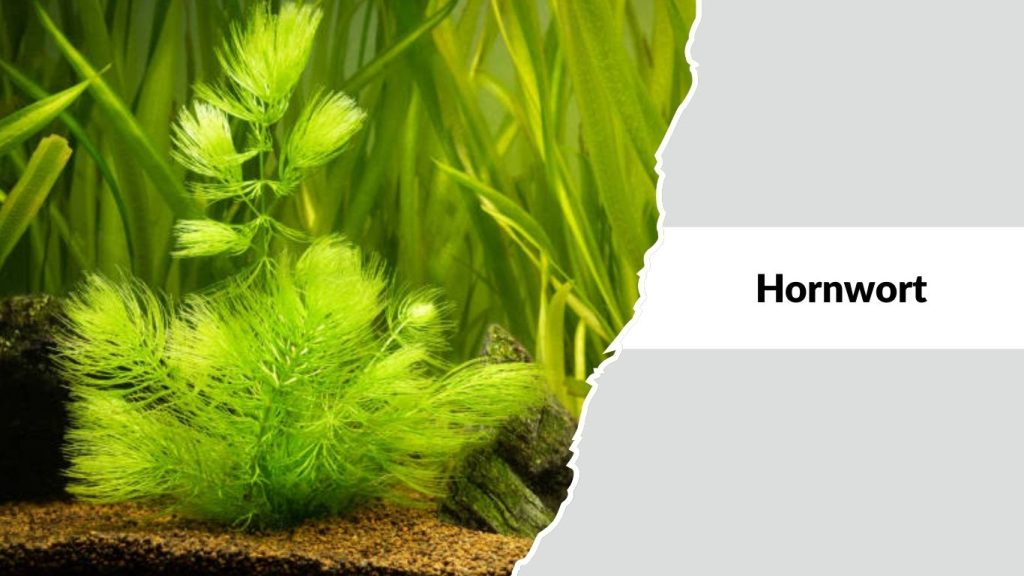 Hornwort