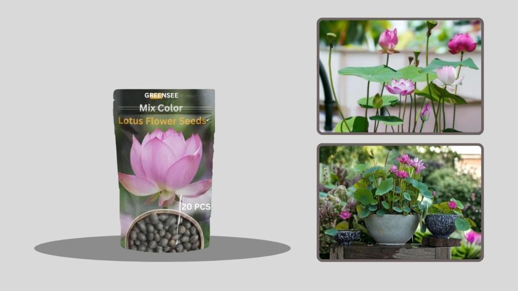 ZEshops Mixed Lotus Seeds for Indoor Bonsai & Outdoor Ponds