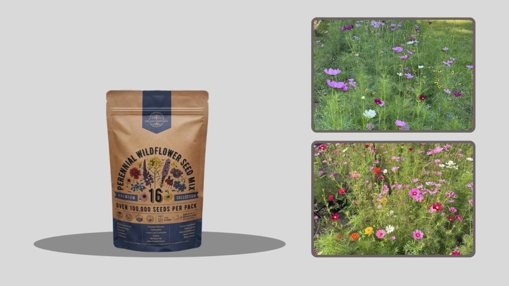 Sweet Alyssum “Carpet of Snow” Flower Seeds