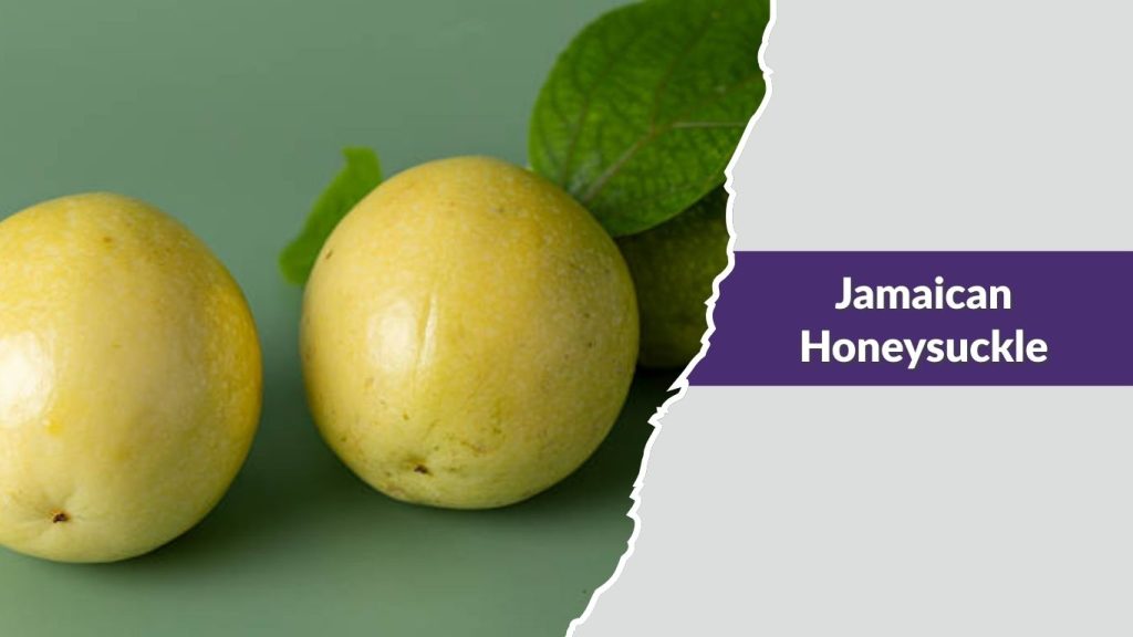 Jamaican Honeysuckle