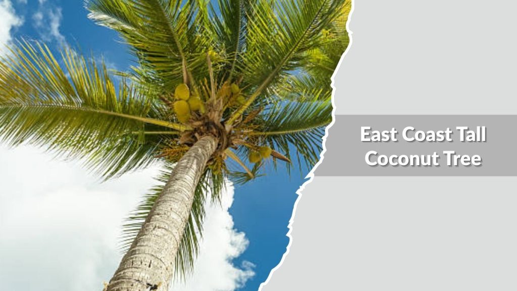 East Coast Tall Coconut Tree