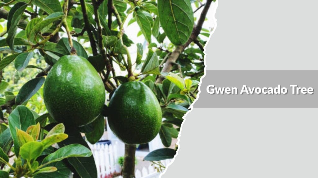 Gwen Avocado Tree
