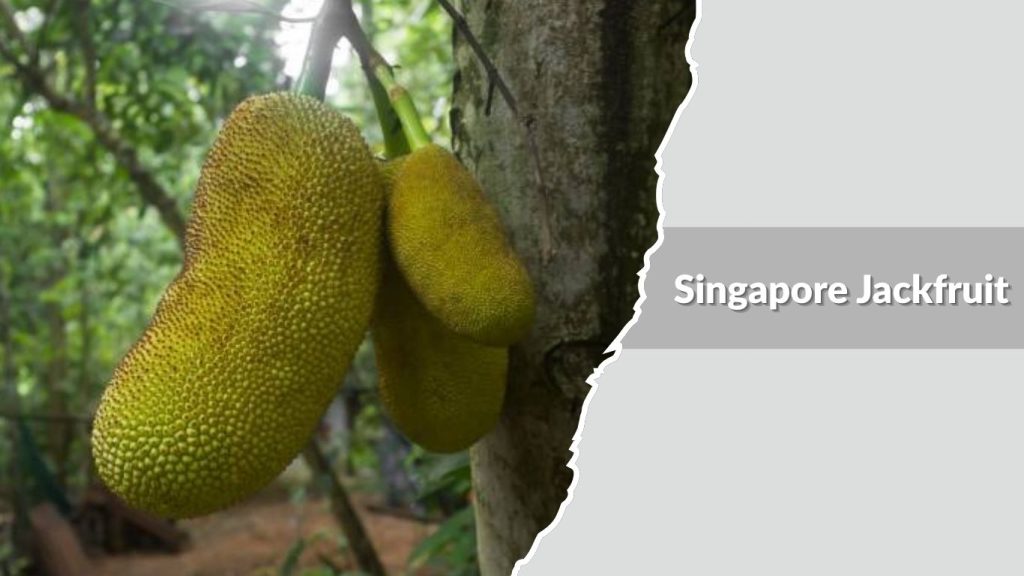 Singapore Jackfruit