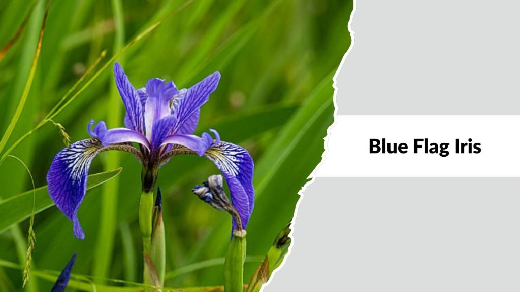 Blue Flag Iris