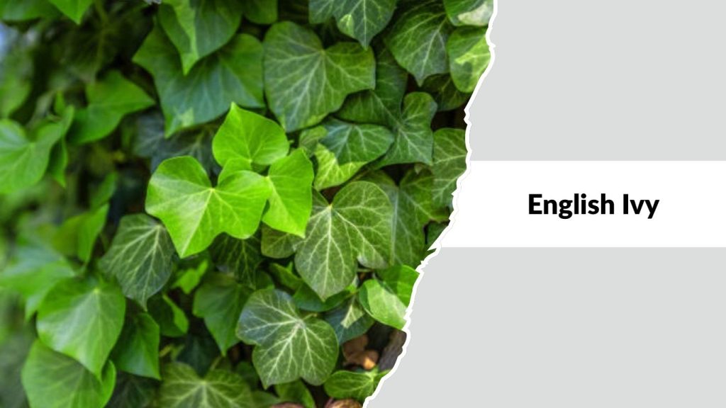 English Ivy