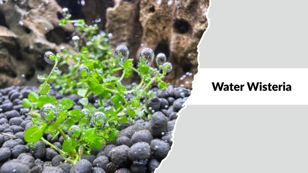 Water Wisteria