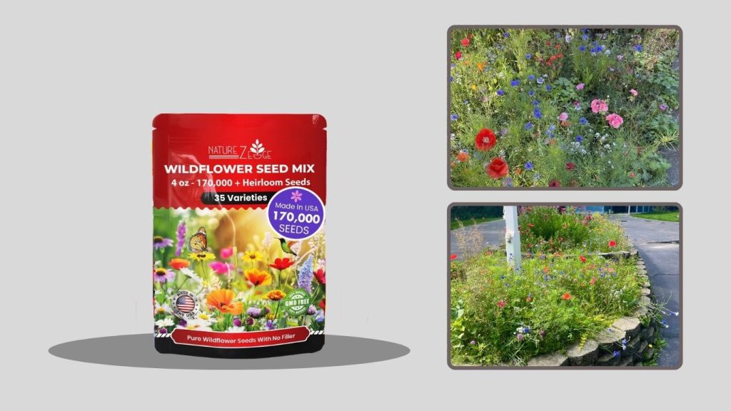 Wildflower Varieties Perennial – Butterflies & Hummingbirds Garden Seeds