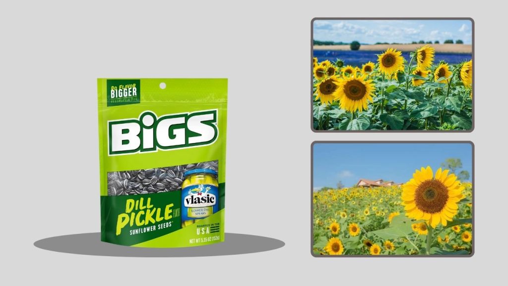 Mammoth Sunflower Seeds (Giant Variety for Home Gardens)