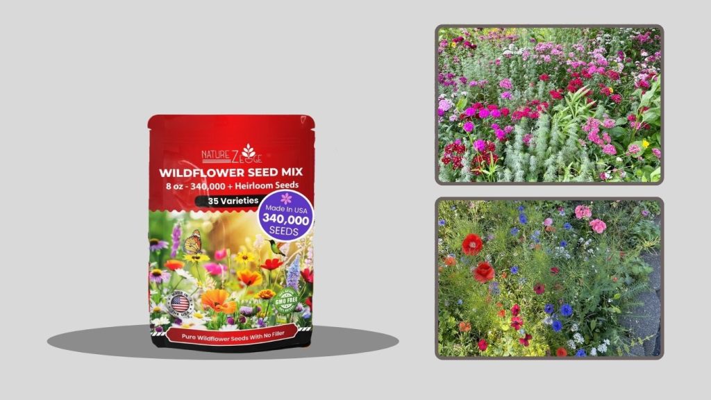 Zinnia Flower Seeds – California Variety