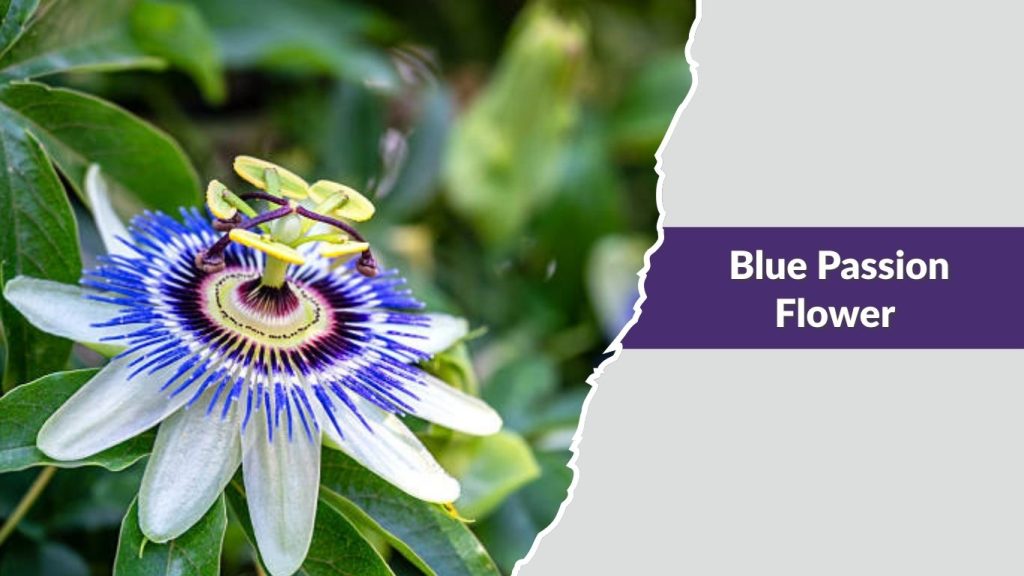 Blue Passion Flower