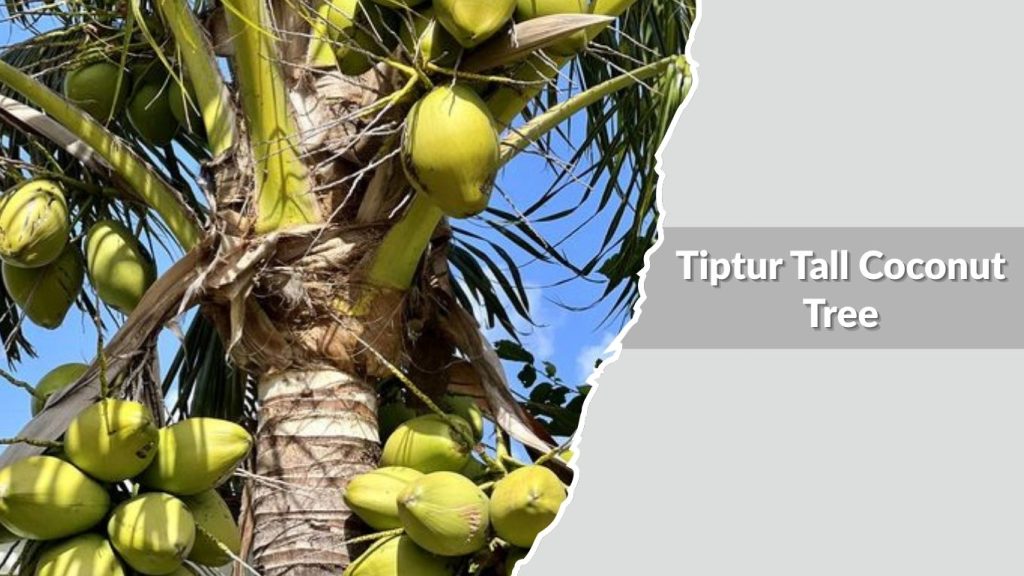 Tiptur Tall Coconut Tree