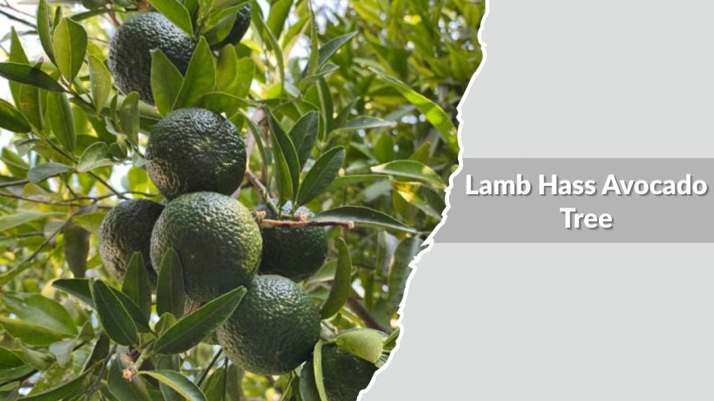 Lamb Hass Avocado Tree