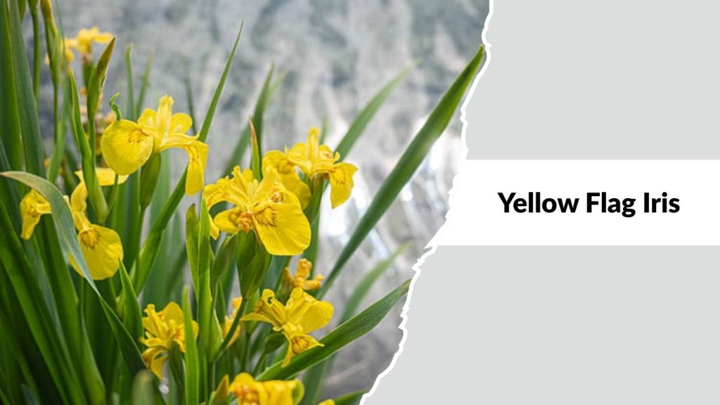 Yellow Flag Iris