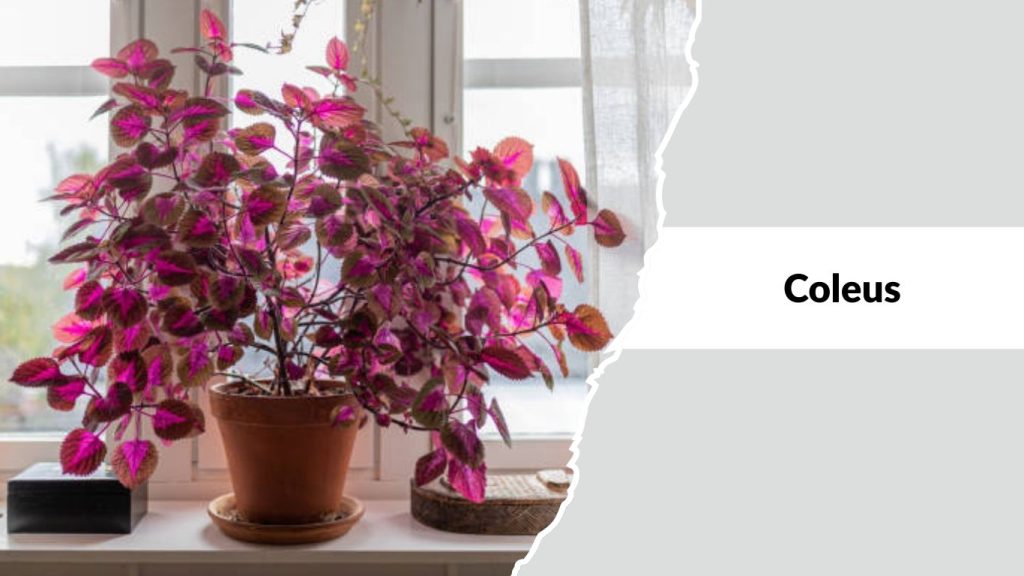 Coleus