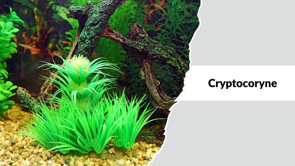 Cryptocoryne