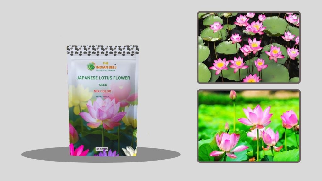 Miniature Lotus & Water Lily Seeds for Home Gardening