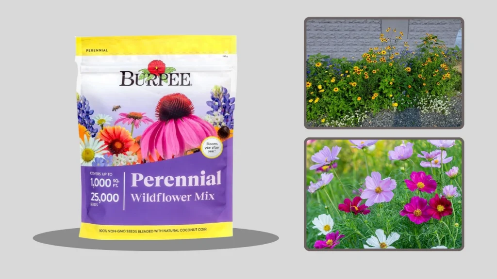 Burpee Wildflowers Perennial Mix Seeds