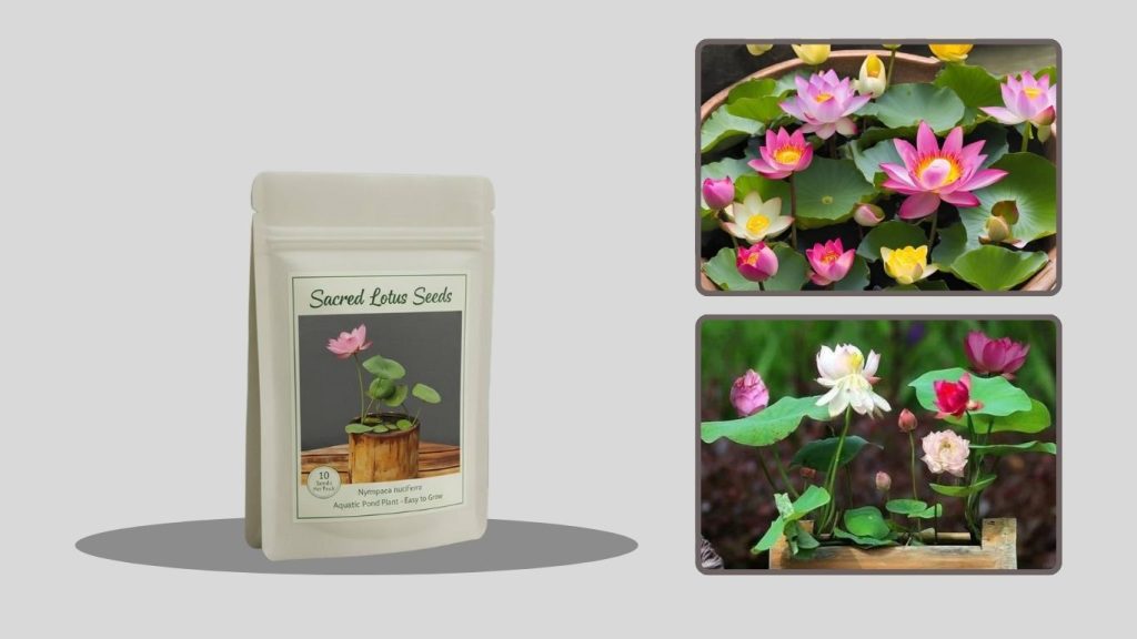 Multicolor Aquatic Lotus Seeds (Nelumbo nucifera)