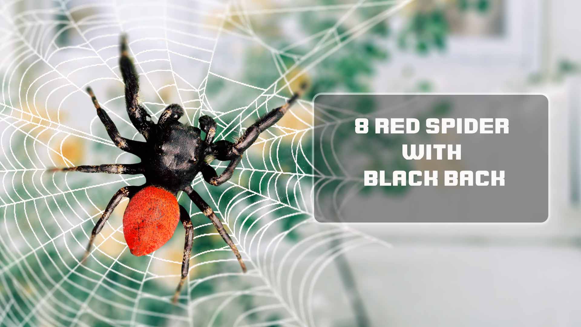 8 Red Spider With Black Back