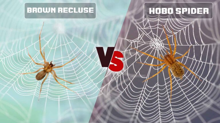 Brown Recluse Spider vs Hobo Spider: What Are Differencts?  