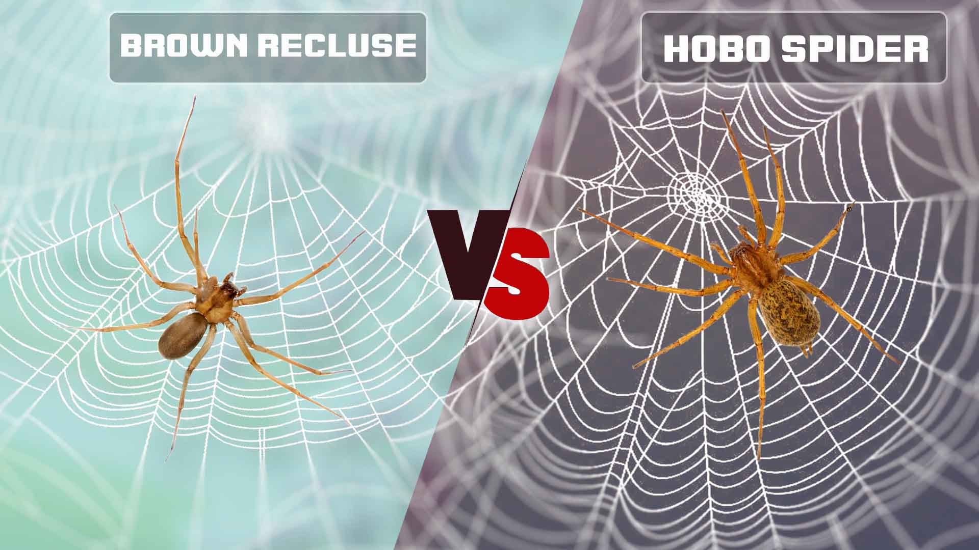 Brown Recluse Spider vs Hobo Spider