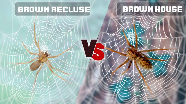 Brown Recluse vs Brown House Spider