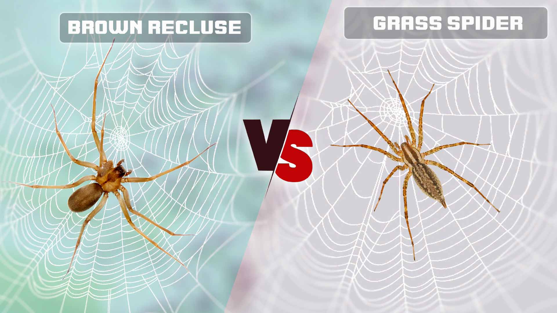 Brown Recluse vs Grass Spider