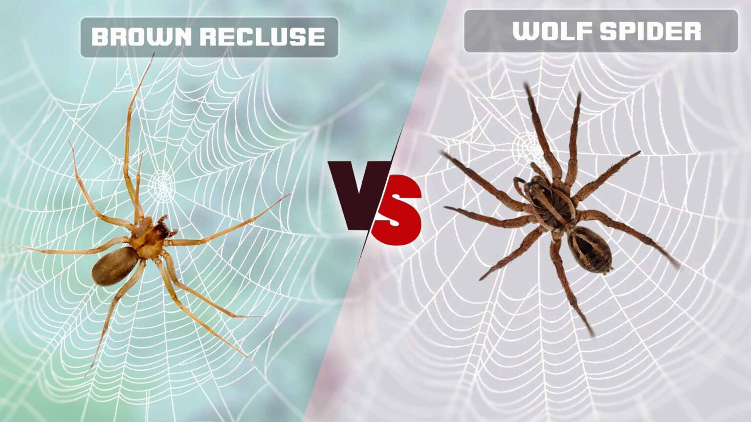 Brown Recluse vs Wolf Spider: Identify the Differences