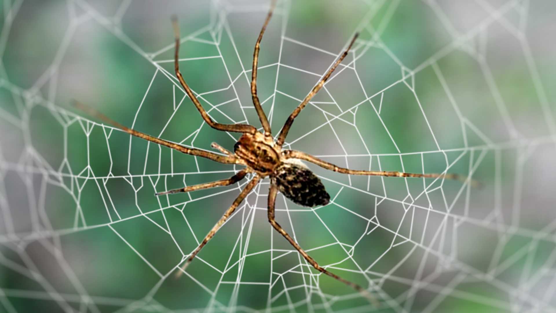 Brown Spiders With Black Stripes On Back